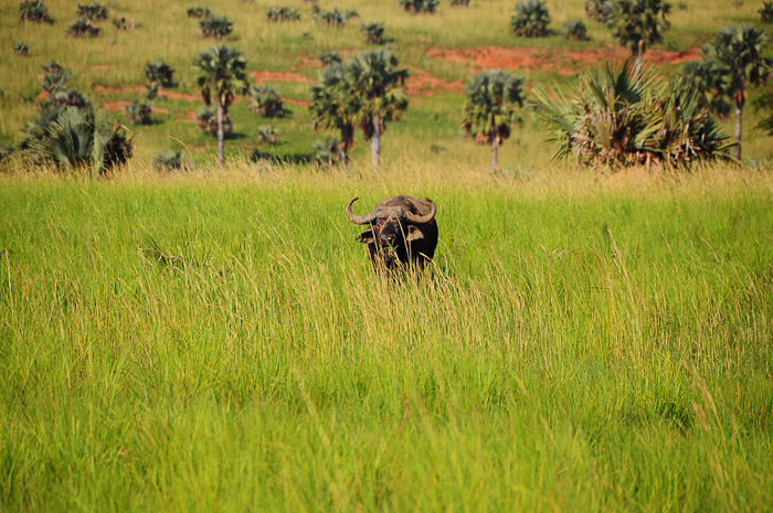 225 - Buffalo Murchison National Park DSC_0171